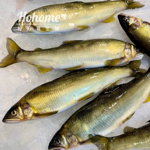 台灣宜蘭母香魚(10隻裝)